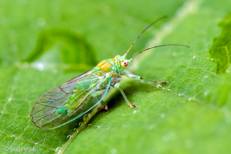 Psyllidae - Elzenbladvlo - Psylla alni