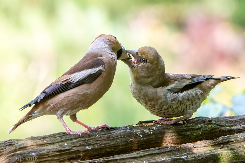 Hawfinch - Appelvink - Coccothraustes coccothraustes