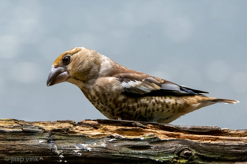 Hawfinch - Appelvink - Coccothraustes coccothraustes