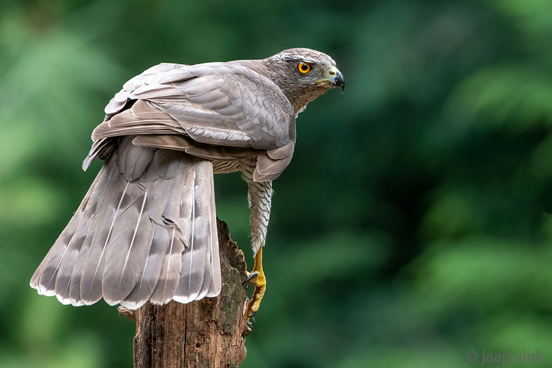 Northern Goshawk - Havik - Accipiter gentilis