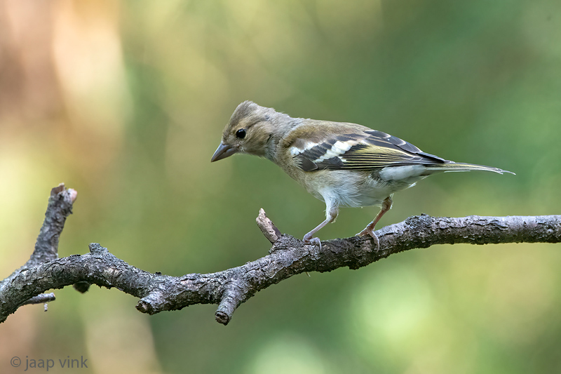 Common Chaffinch - Vink - Fringilla coelebs