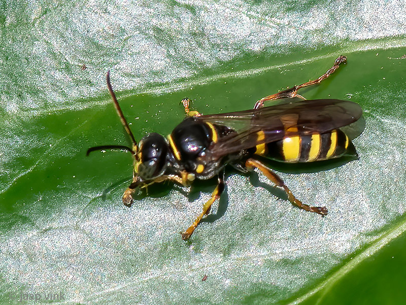 Broad-banded Hopper Wasp - Graafwesp - Gorytes laticinctus