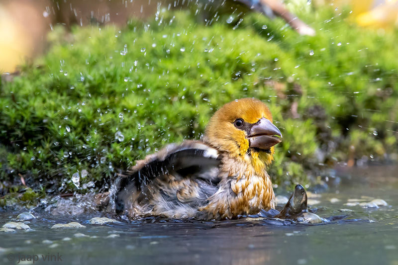 Hawfinch - Appelvink - Coccothraustes coccothraustes