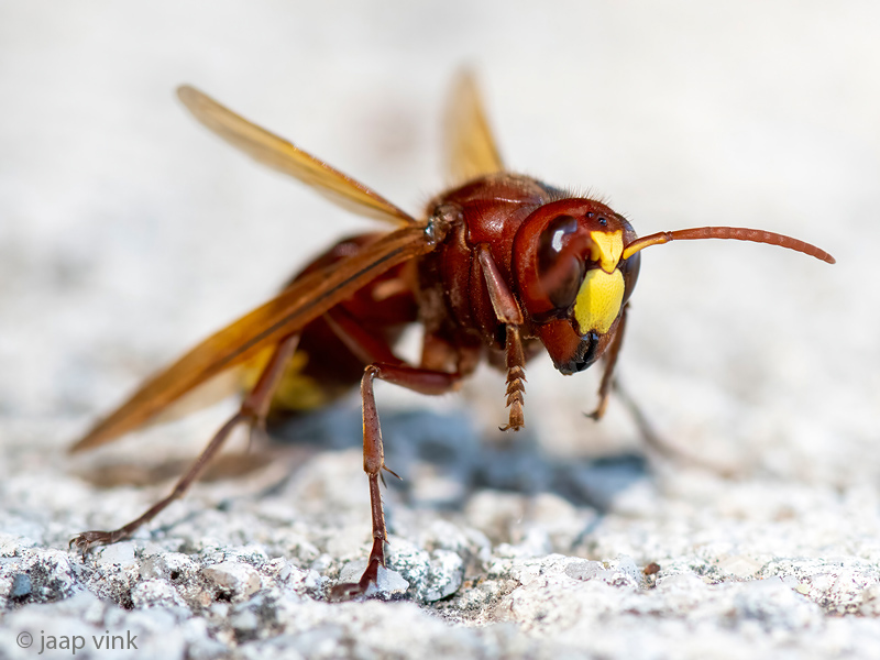 Oriental Hornet - Orientaalse Hoornaar - Vespa orientalis