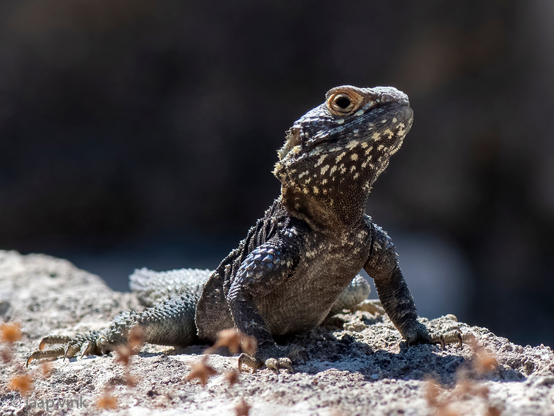 Roughtail Rock Agama - Hardoen - Laudakia stellio