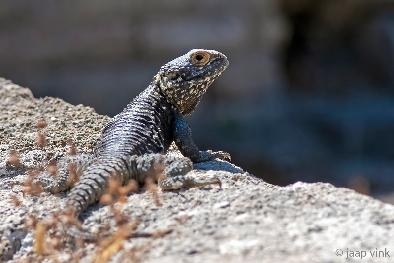 Roughtail Rock Agama - Hardoen - Laudakia stellio