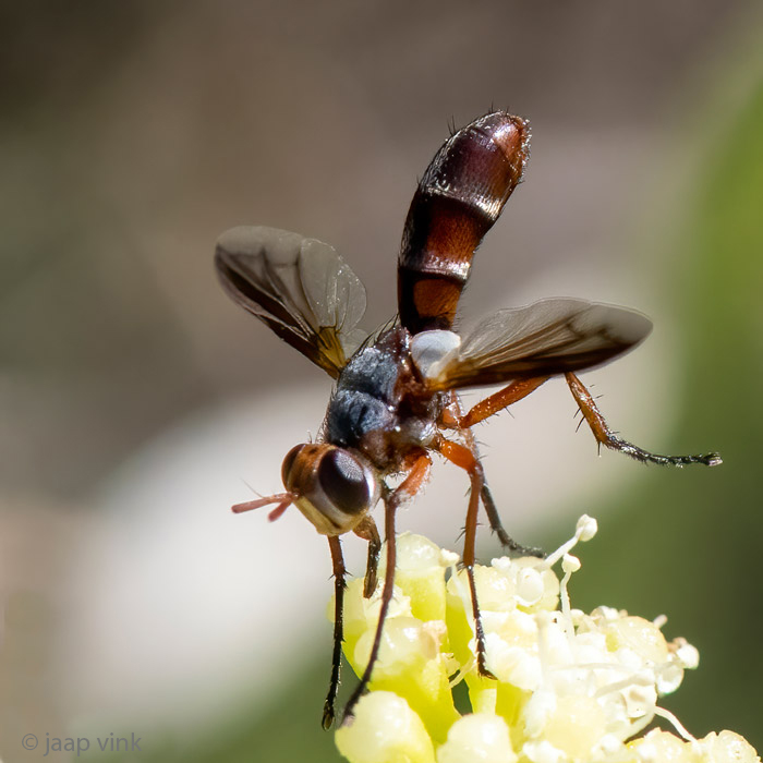 Tachinidae - Sluipvlieg - Cylindromyia rubida