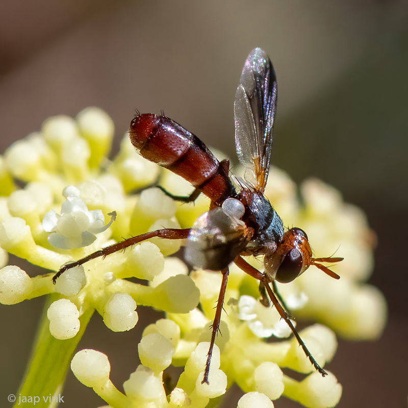 Tachinidae - Sluipvlieg - Cylindromyia rubida