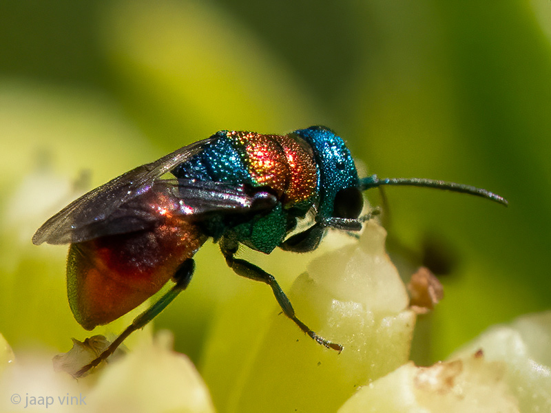 Cuckoo wasp - Goudwesp - Hedychrum spec.