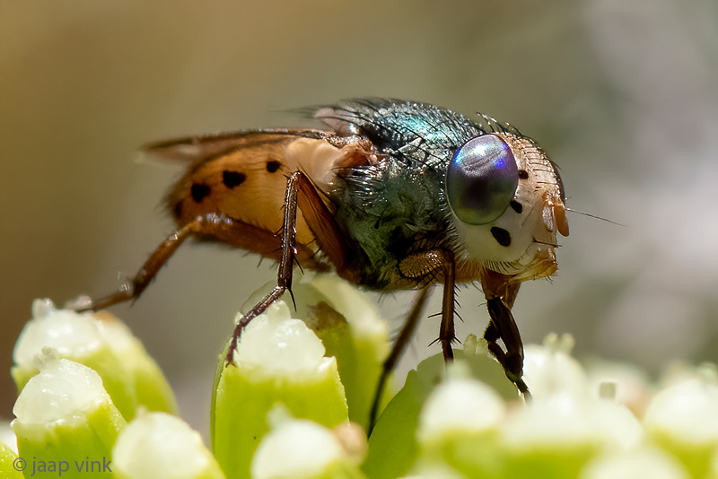 Calliphoridae - Bromvlieg -Rhyncomya peusi