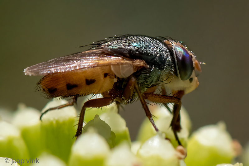 Calliphoridae - Bromvlieg -Rhyncomya peusi