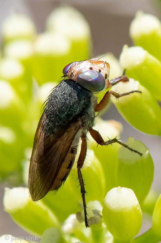 Calliphoridae - Bromvlieg -Rhyncomya peusi