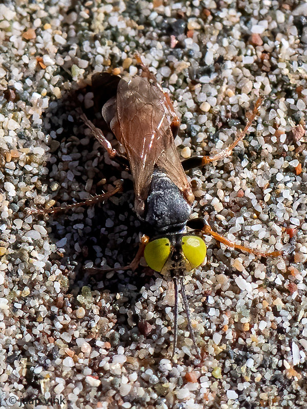 Cabronidae - Roodpotige Sprinkhanendoder - Tachysphex panzeri 