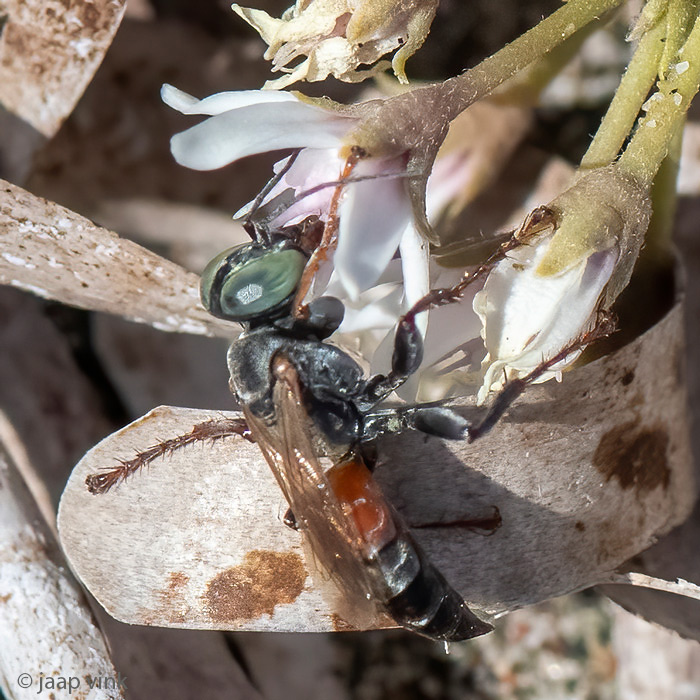 Cabronidae - Roodpotige Sprinkhanendoder - Tachysphex panzeri 