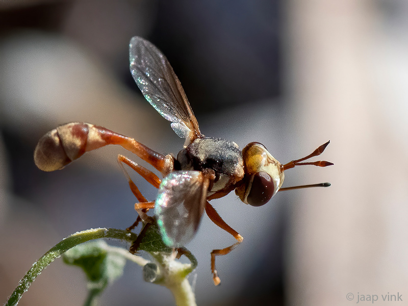 Conopidae - Blaaskopvlieg - Physocephala lacera