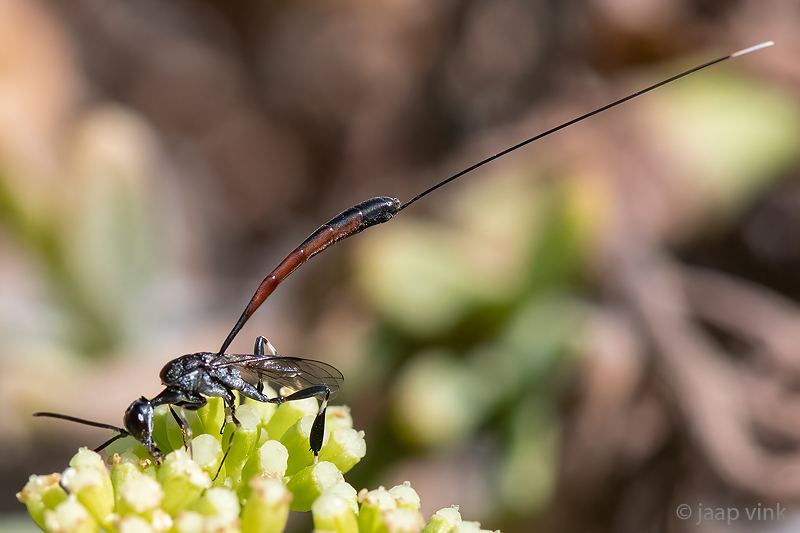 Gasteruptiidae - Hongerwesp - Gasteruption spec