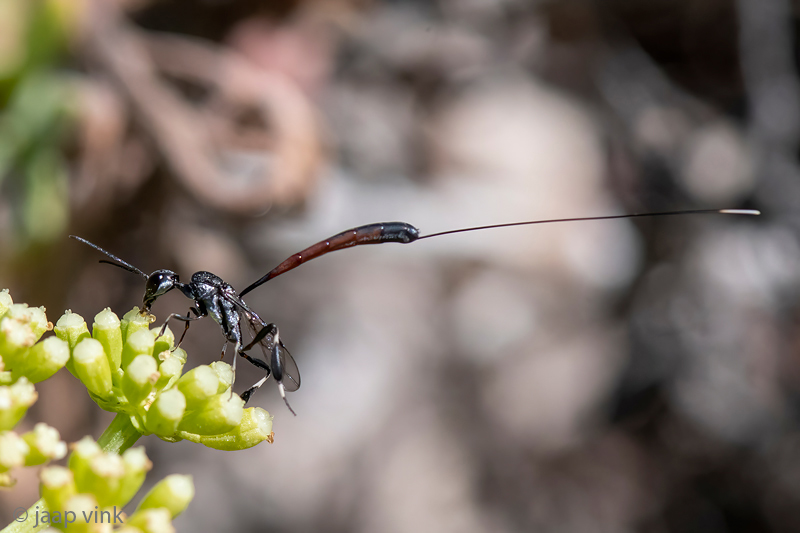 Gasteruptiidae - Hongerwesp - Gasteruption spec