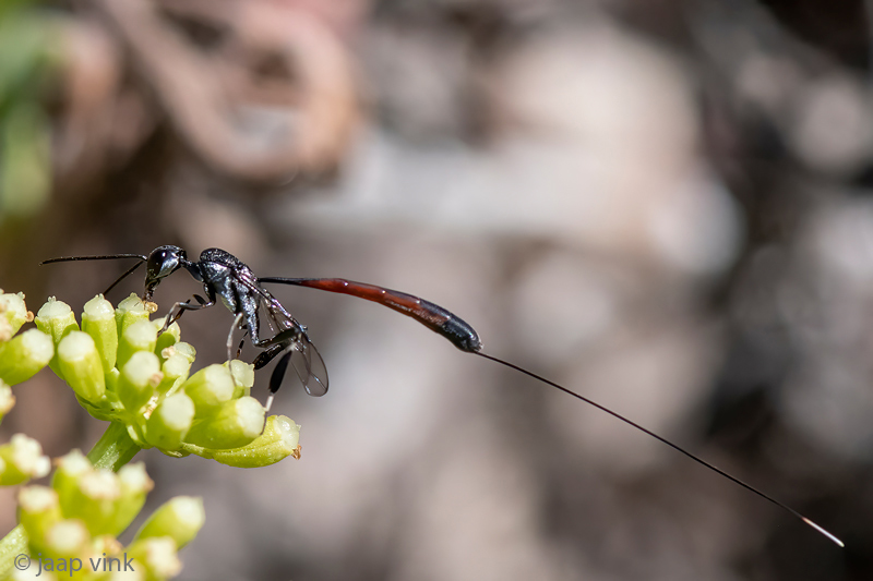 Gasteruptiidae - Hongerwesp - Gasteruption spec