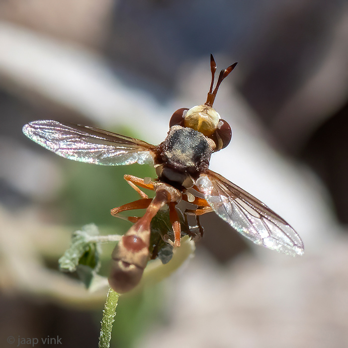 Conopidae - Blaaskopvlieg - Physocephala lacera