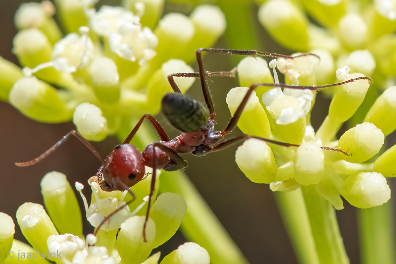 Desert Ant - Schubmier - Cataglyphis nodus