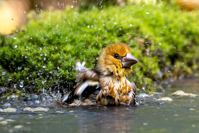 Hawfinch - Appelvink - Coccothraustes coccothraustes
