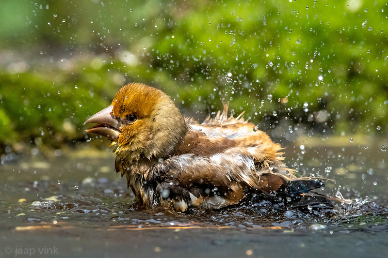 Hawfinch - Appelvink - Coccothraustes coccothraustes