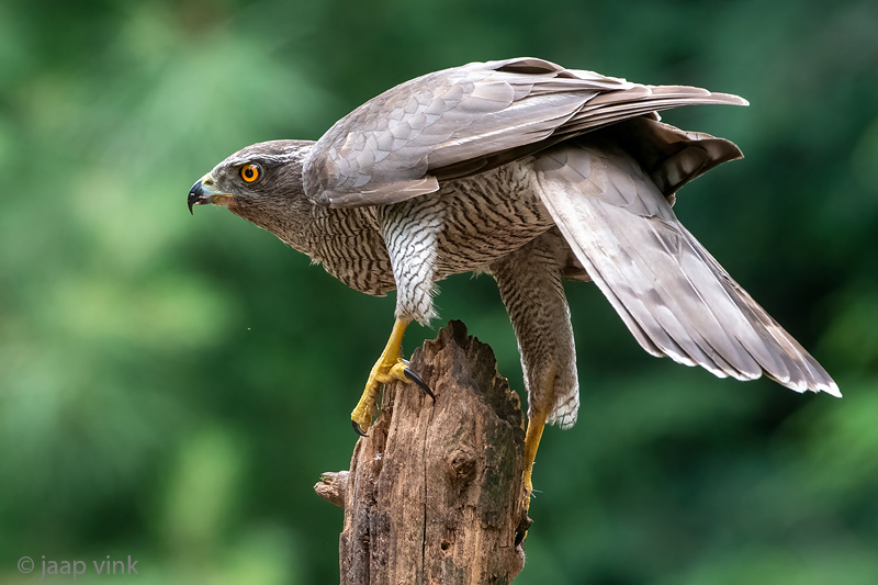 Northern Goshawk - Havik - Accipiter gentilis