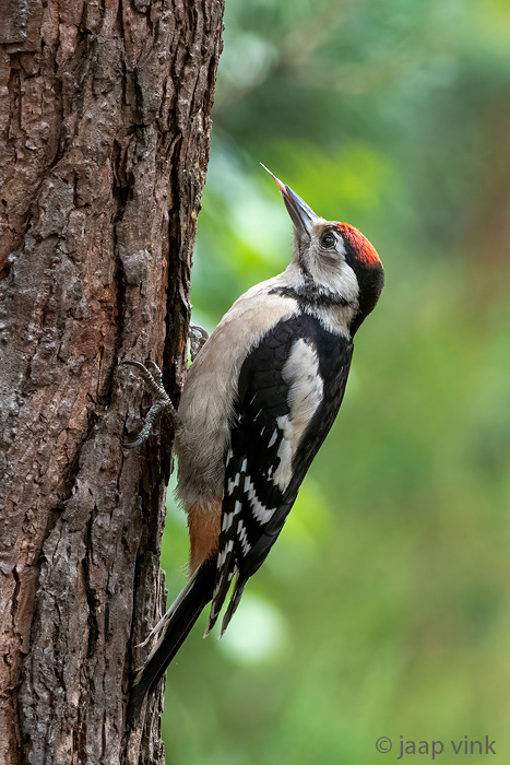 Great Spotted Woodpecker - Grote Bonte Specht - Dendrocopos major