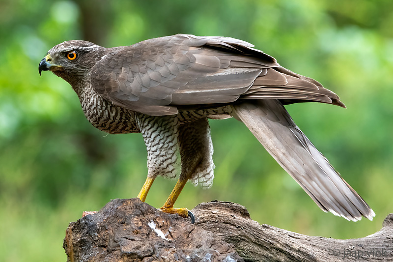Northern Goshawk - Havik - Accipiter gentilis