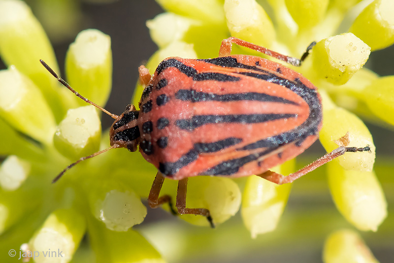 Italian Striped Bug - Pyjamaschildwants - Graphosoma italicum