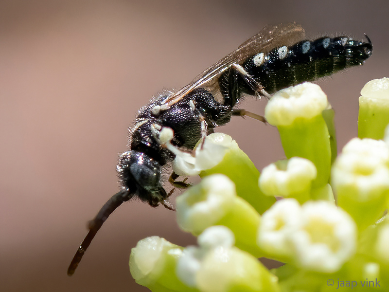Tiphiid wasp - Keverdoder - Meria spec