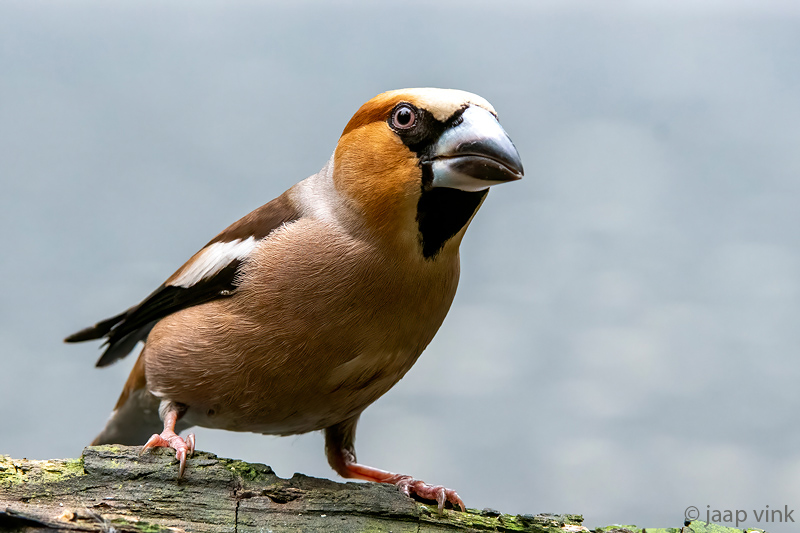 Hawfinch - Appelvink - Coccothraustes coccothraustes
