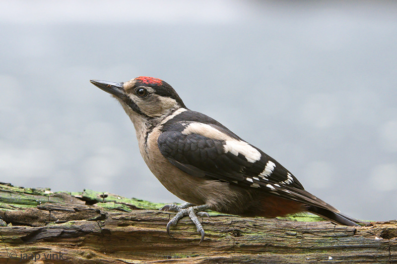 Great Spotted Woodpecker - Grote Bonte Specht - Dendrocopos major