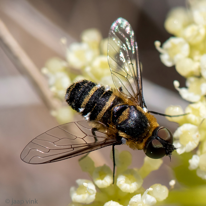 Bombyliidae - Wolzwever -Villa spec