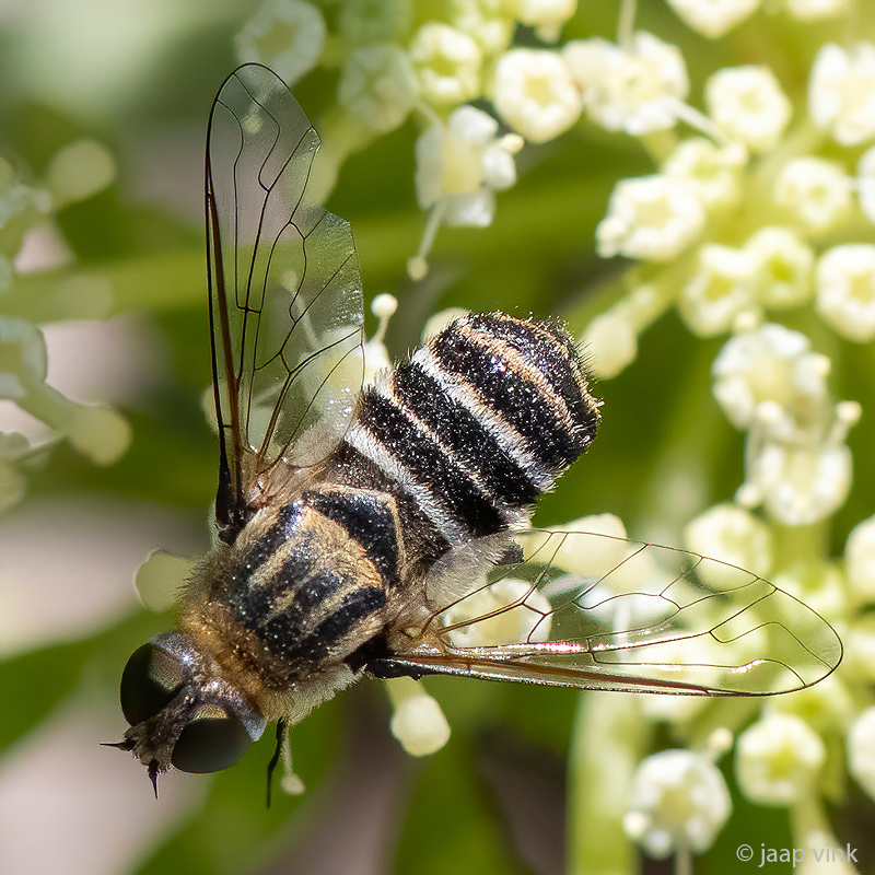 Bombyliidae - Wolzwever - Villa (brunnea?)