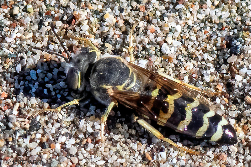 Cabronidae - Bembix oculata