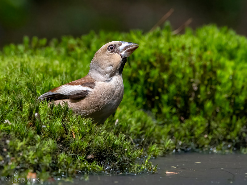 Hawfinch - Appelvink - Coccothraustes coccothraustes