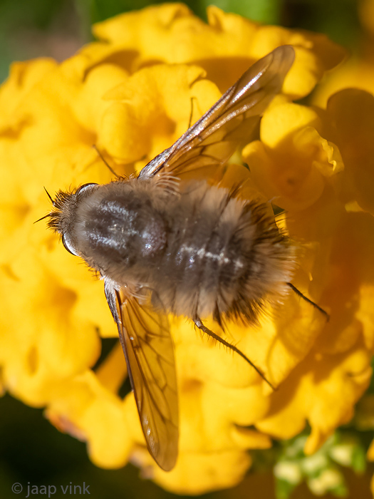 Bombyliidae - Wolzwever - Anastoechus spec