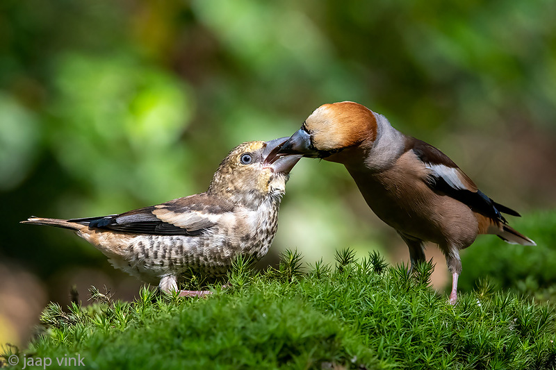 Hawfinch - Appelvink - Coccothraustes coccothraustes