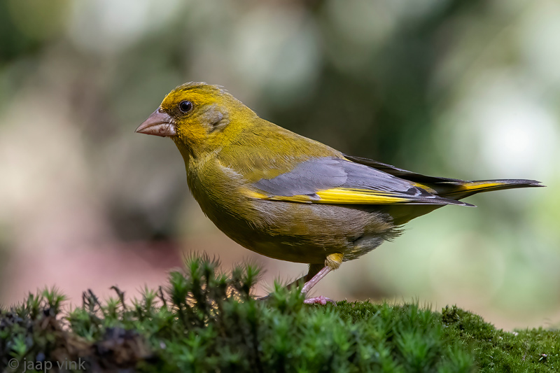 European Greenfinch - Groenling - Chloris chloris