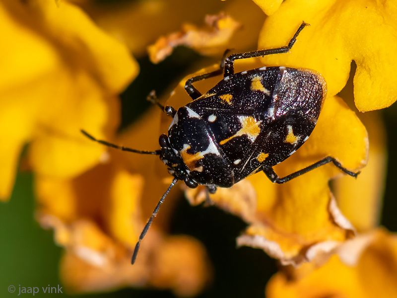 Rape Bug - Koolschildwants - Eurydema oleracea