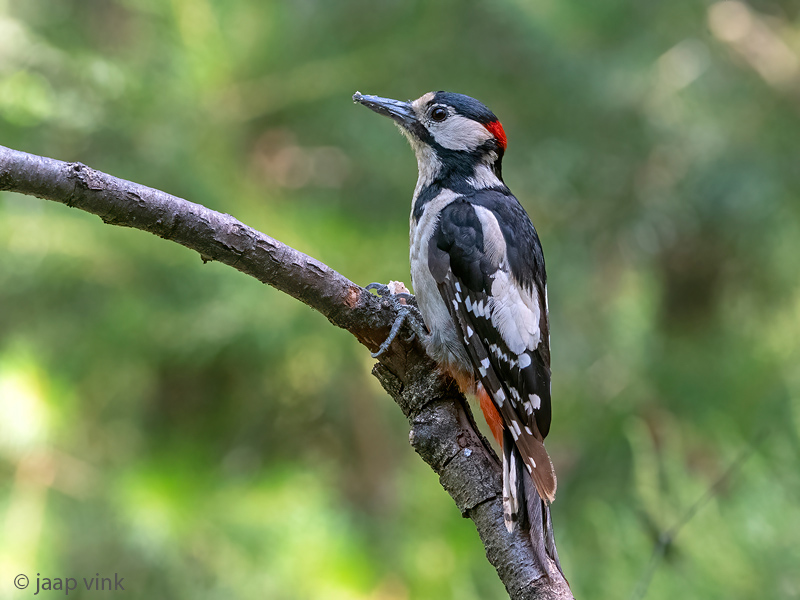 Great Spotted Woodpecker - Grote Bonte Specht - Dendrocopos major