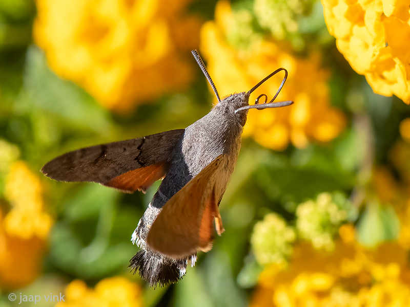 Hummingbird Hawk-moth - Kolibrivlinder - Macroglossum stellatarum