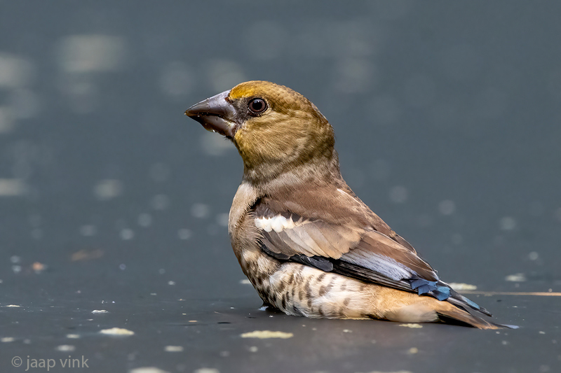 Hawfinch - Appelvink - Coccothraustes coccothraustes