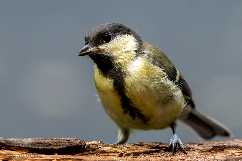 Great Tit - Koolmees - Parus major