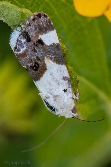 Garden Rose Tortricid Moth - Witschouderbladroller - Acleris variegana