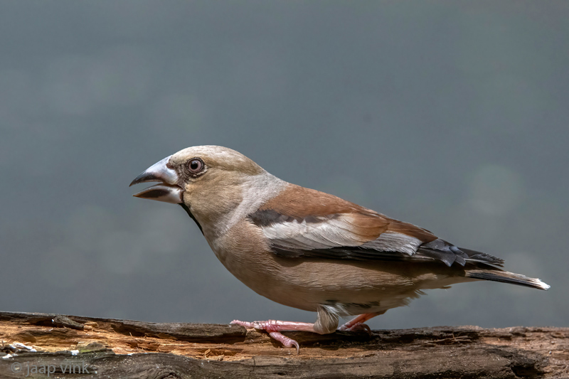Hawfinch - Appelvink - Coccothraustes coccothraustes