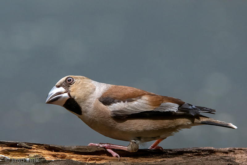 Hawfinch - Appelvink - Coccothraustes coccothraustes