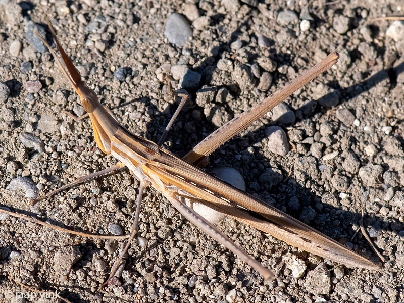 Cone-headed Grasshopper - Gewone Neussprinkhaan - Acrida ungarica