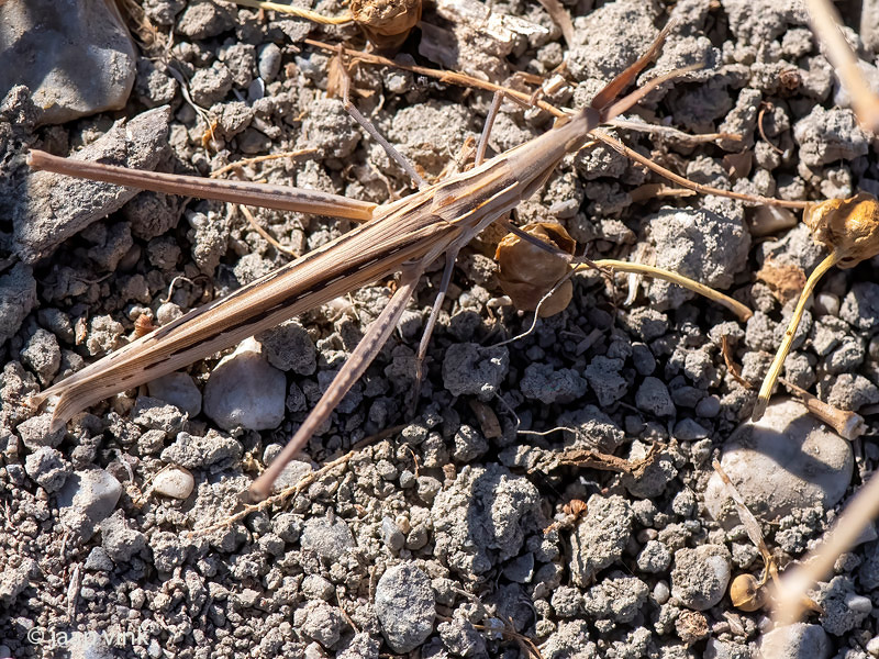 Cone-headed Grasshopper - Gewone Neussprinkhaan - Acrida ungarica